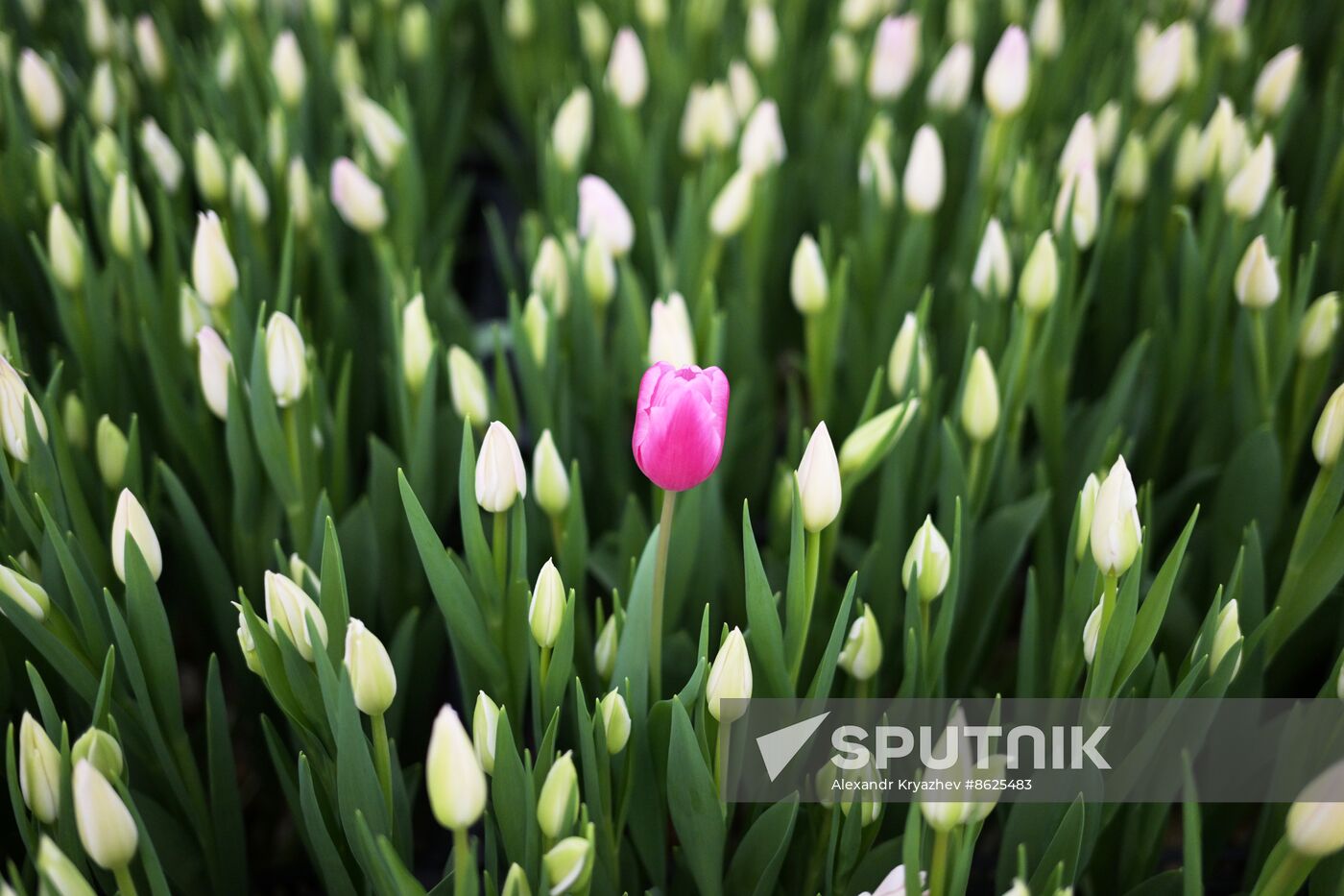 Russia Flower Growing