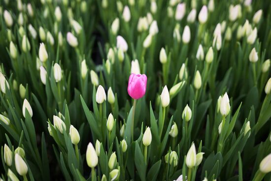 Russia Flower Growing