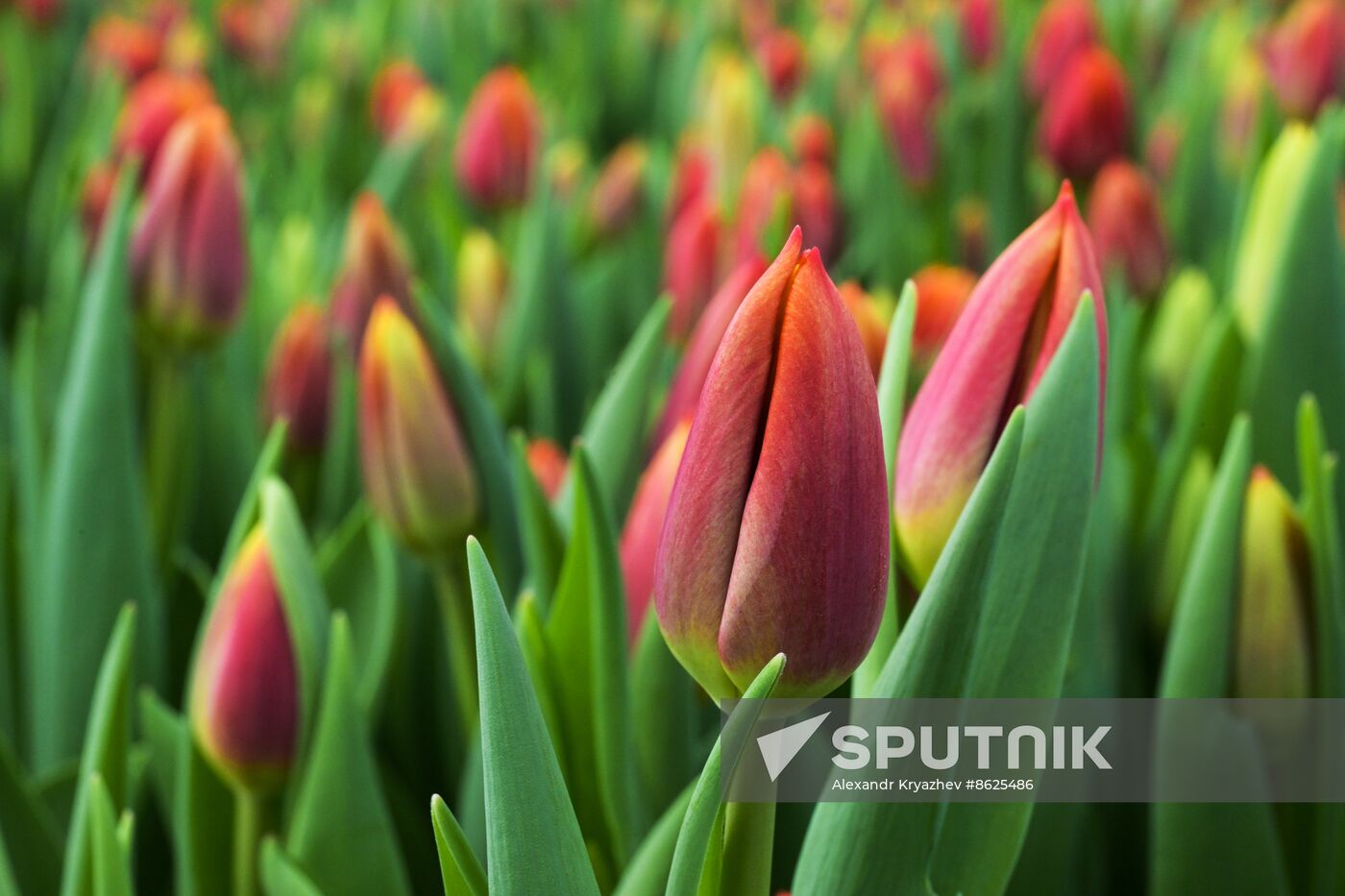 Russia Flower Growing