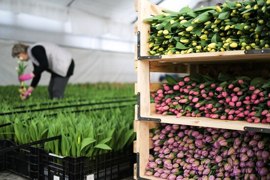 Russia Flower Growing