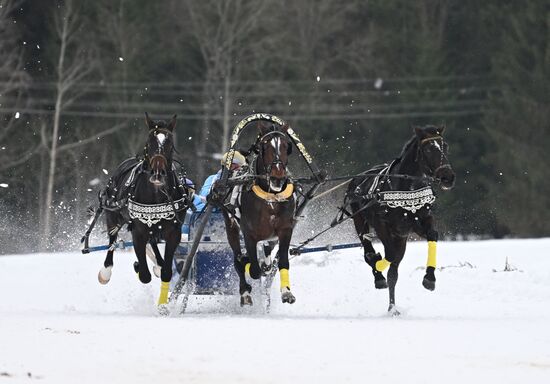 Russia Horse Drawn Sleighing Festival