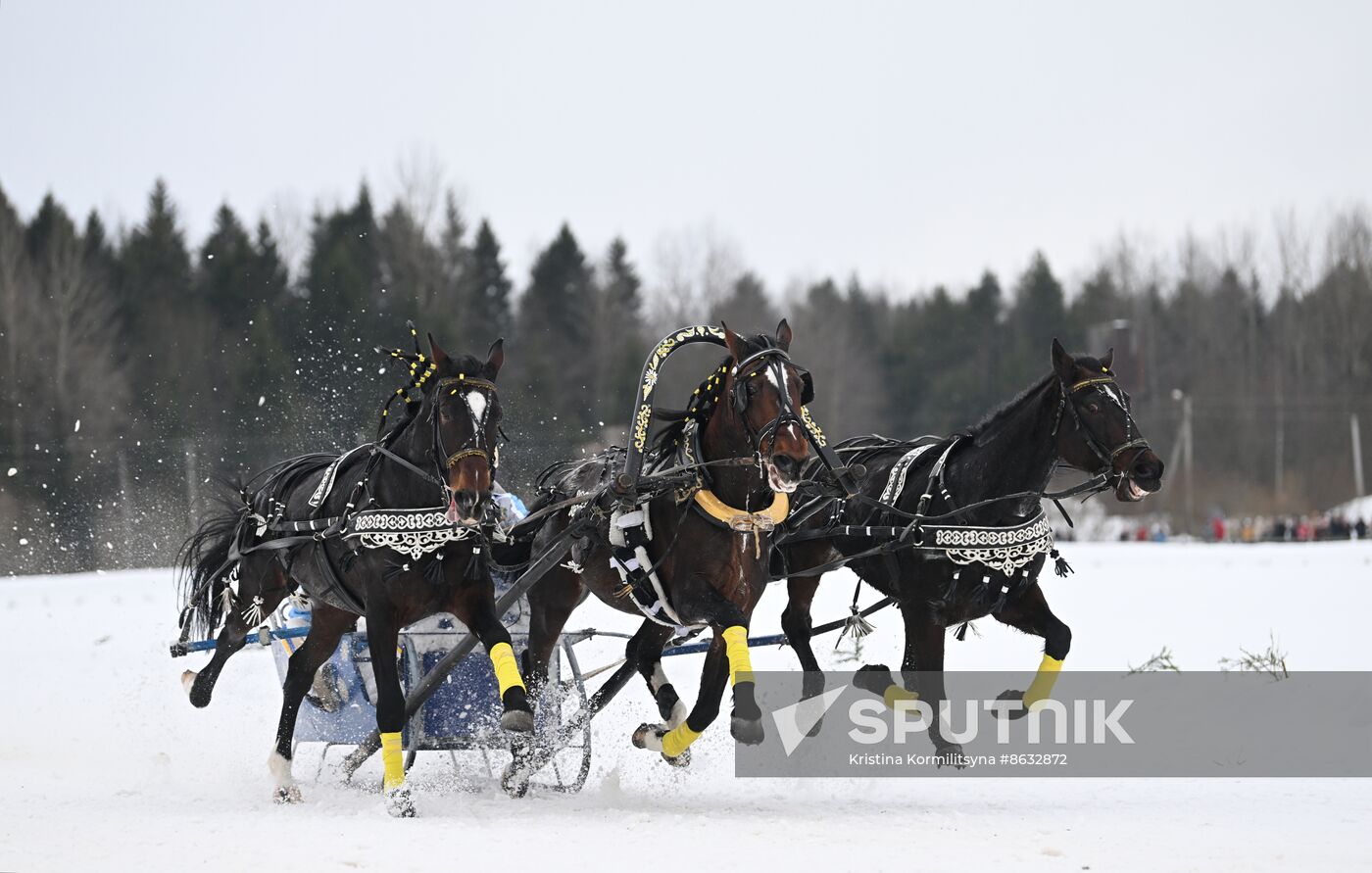 Russia Horse Drawn Sleighing Festival