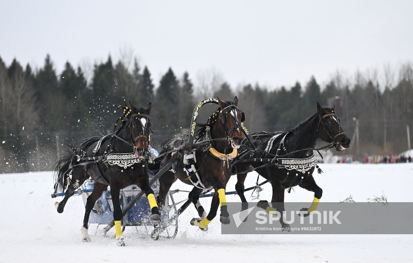 Russia Horse Drawn Sleighing Festival