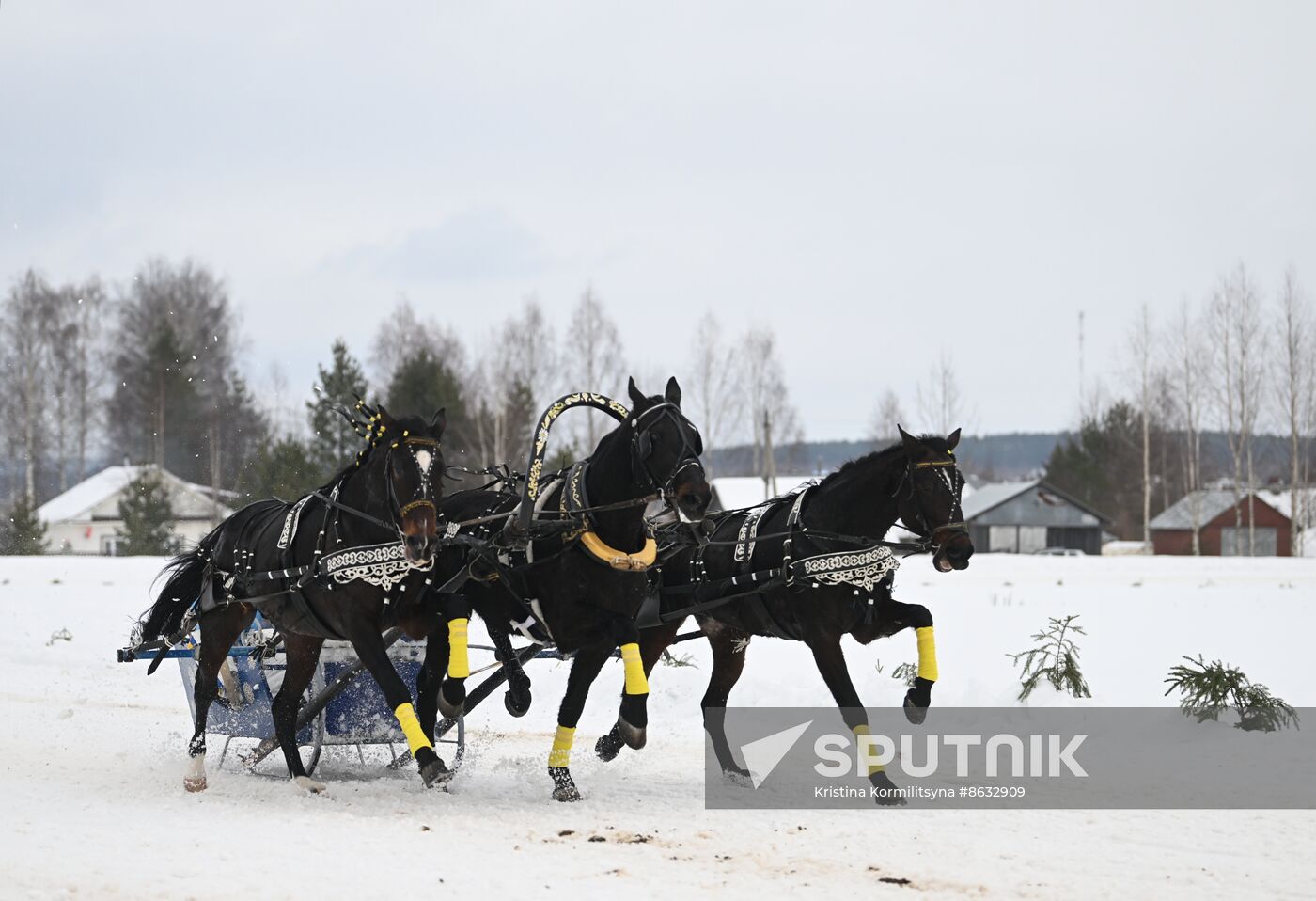 Russia Horse Drawn Sleighing Festival