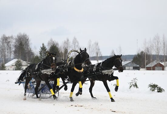 Russia Horse Drawn Sleighing Festival