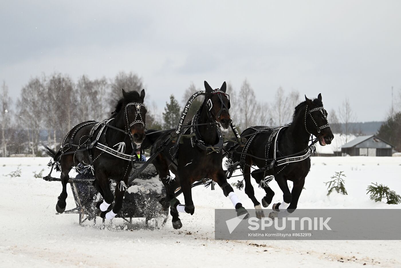 Russia Horse Drawn Sleighing Festival