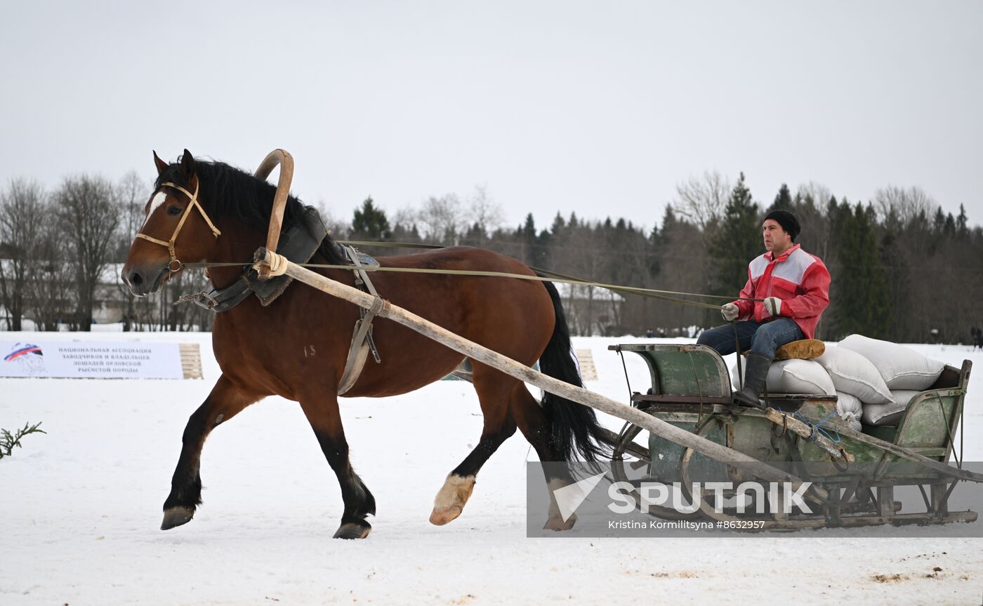 Russia Horse Drawn Sleighing Festival