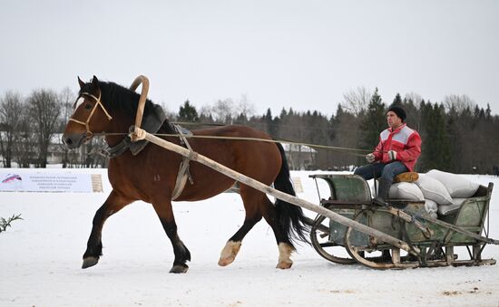 Russia Horse Drawn Sleighing Festival