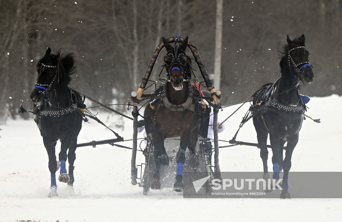 Russia Horse Drawn Sleighing Festival
