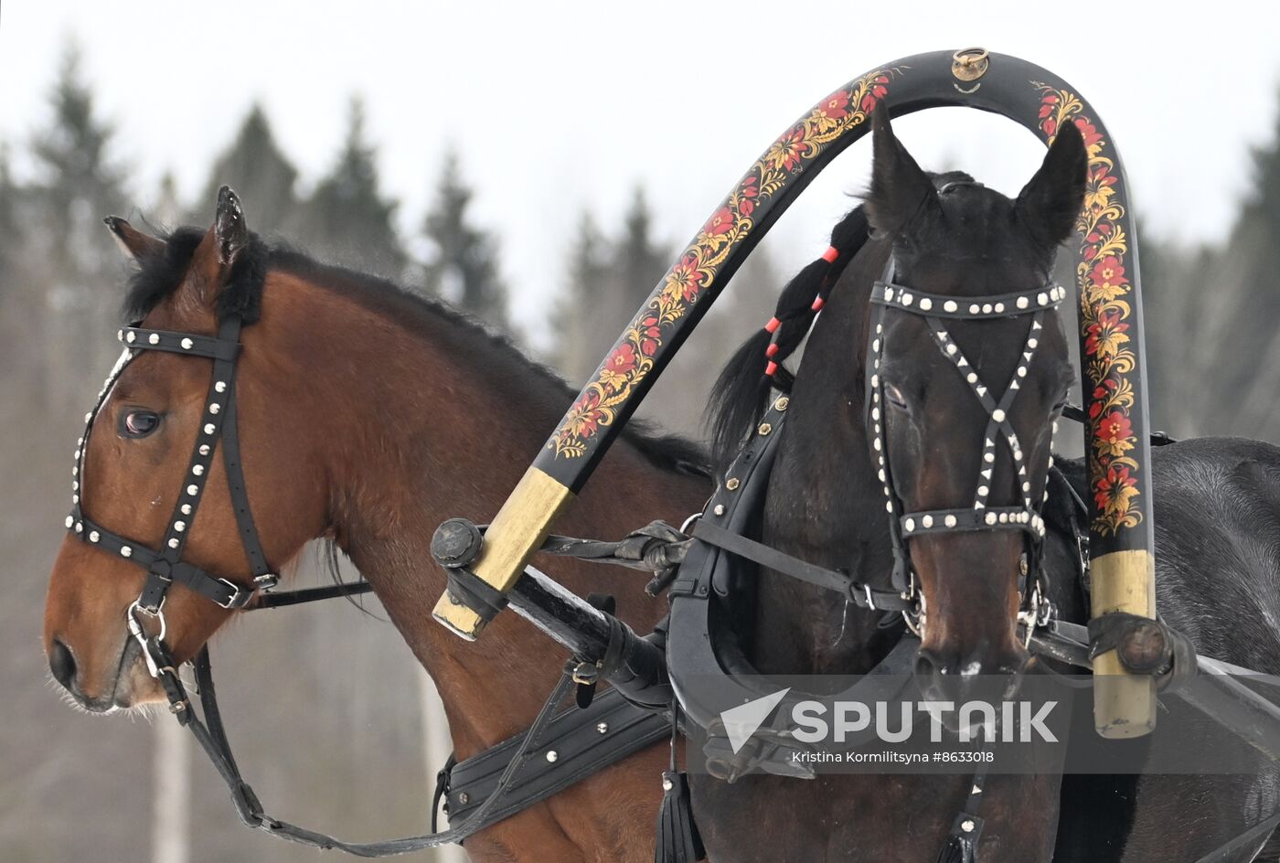 Russia Horse Drawn Sleighing Festival