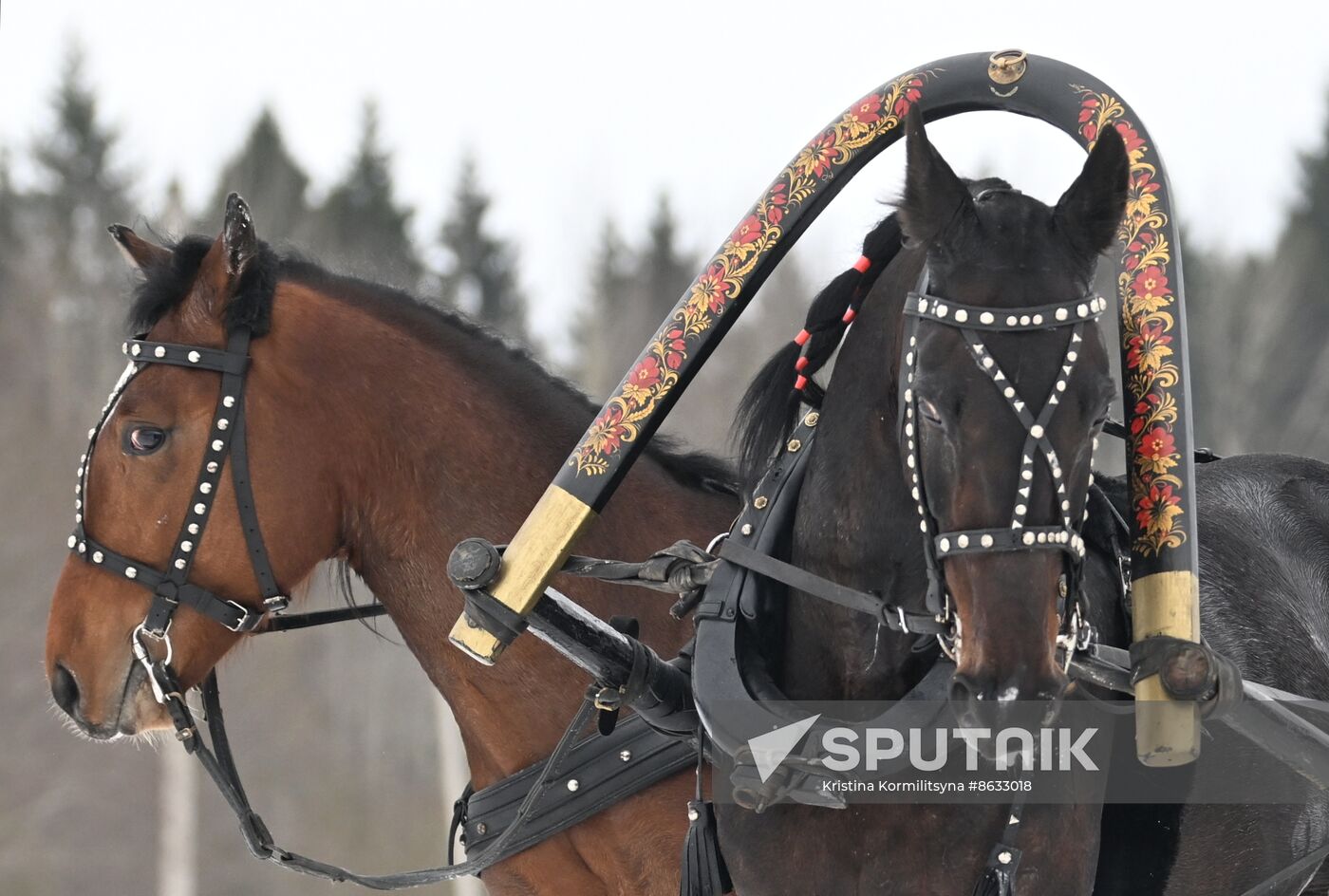 Russia Horse Drawn Sleighing Festival