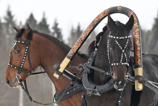 Russia Horse Drawn Sleighing Festival