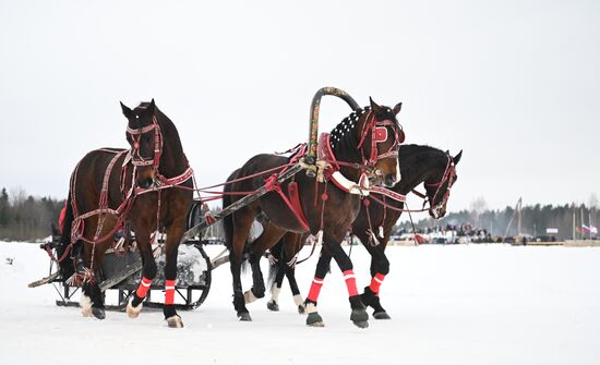 Russia Horse Drawn Sleighing Festival