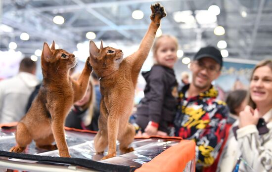 Russia Cat Show