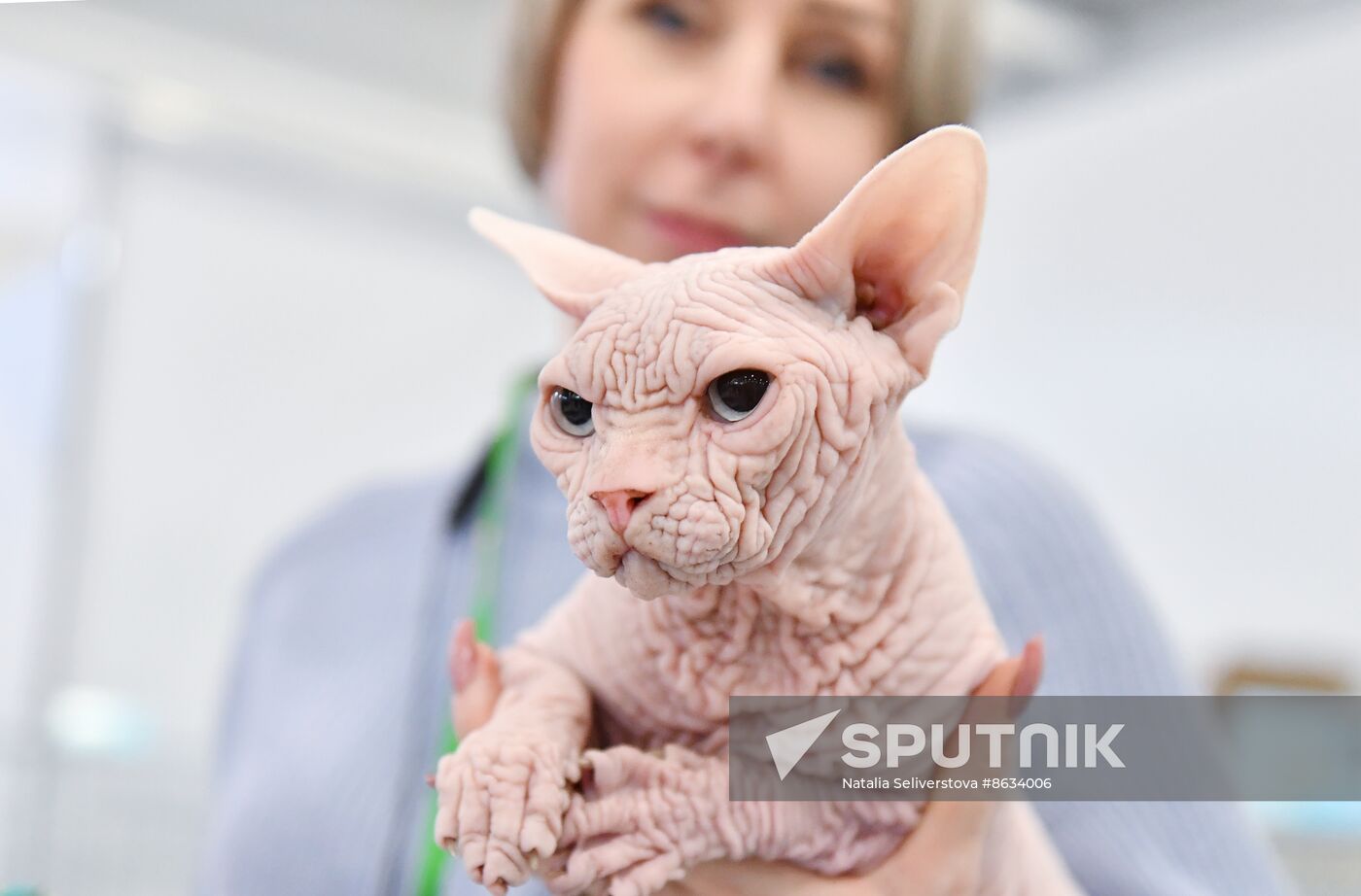 Russia Cat Show