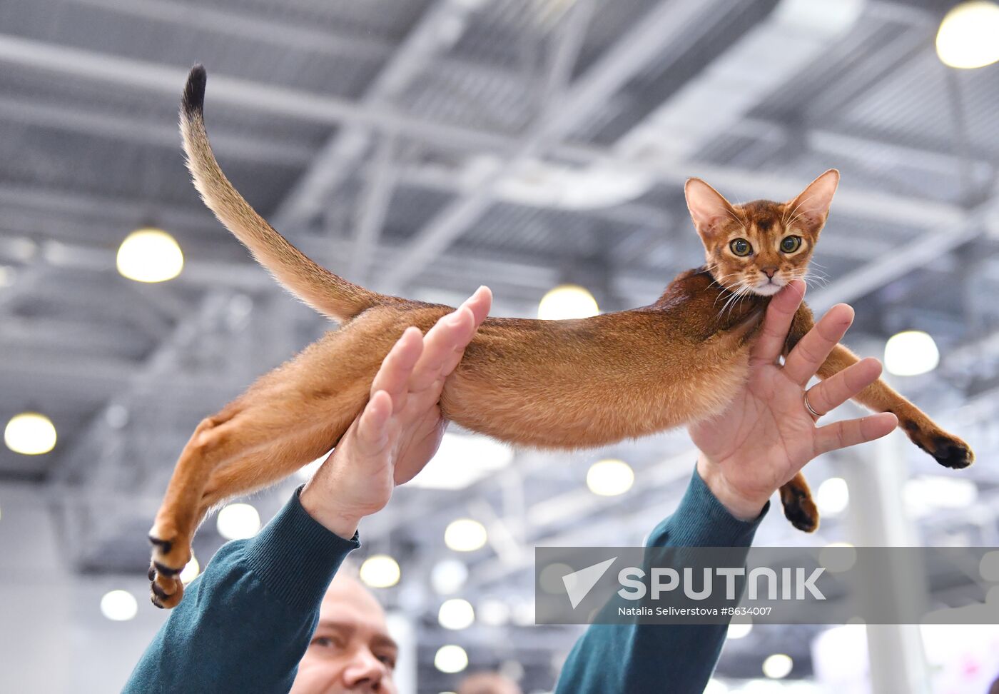 Russia Cat Show