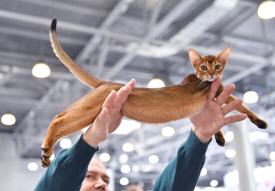 Russia Cat Show