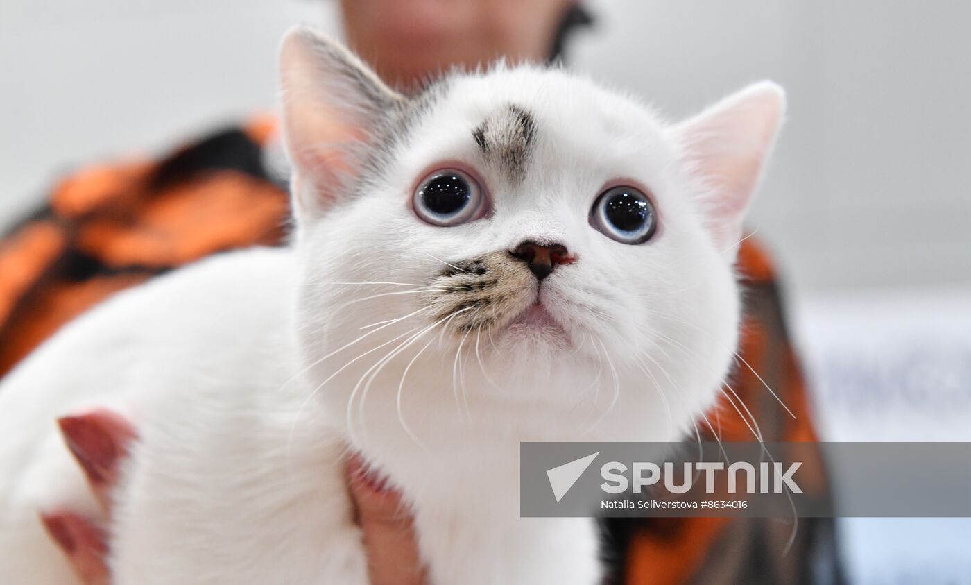 Russia Cat Show