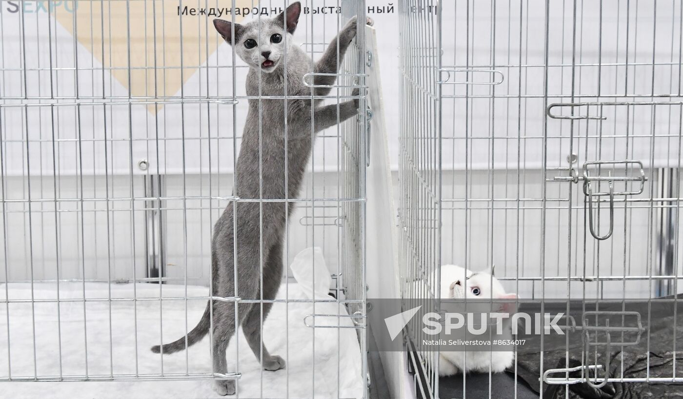 Russia Cat Show