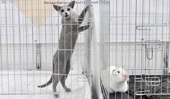 Russia Cat Show