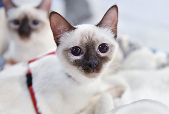 Russia Cat Show