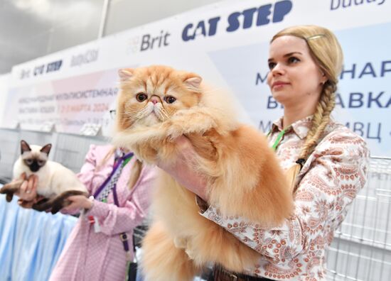 Russia Cat Show