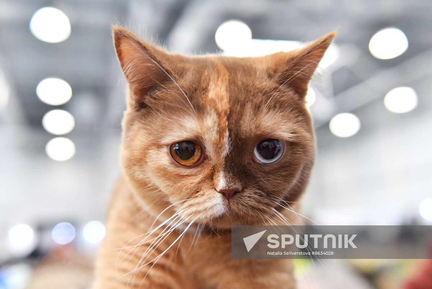 Russia Cat Show