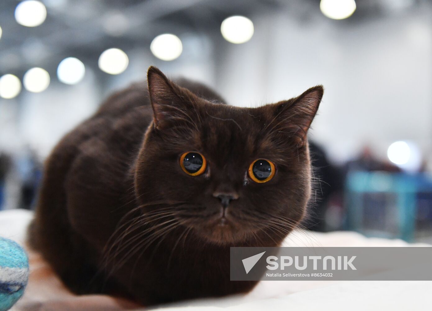 Russia Cat Show