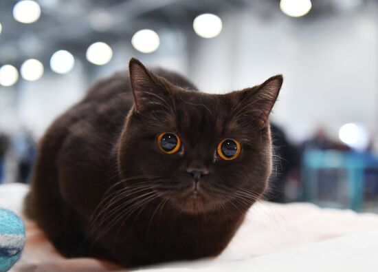 Russia Cat Show