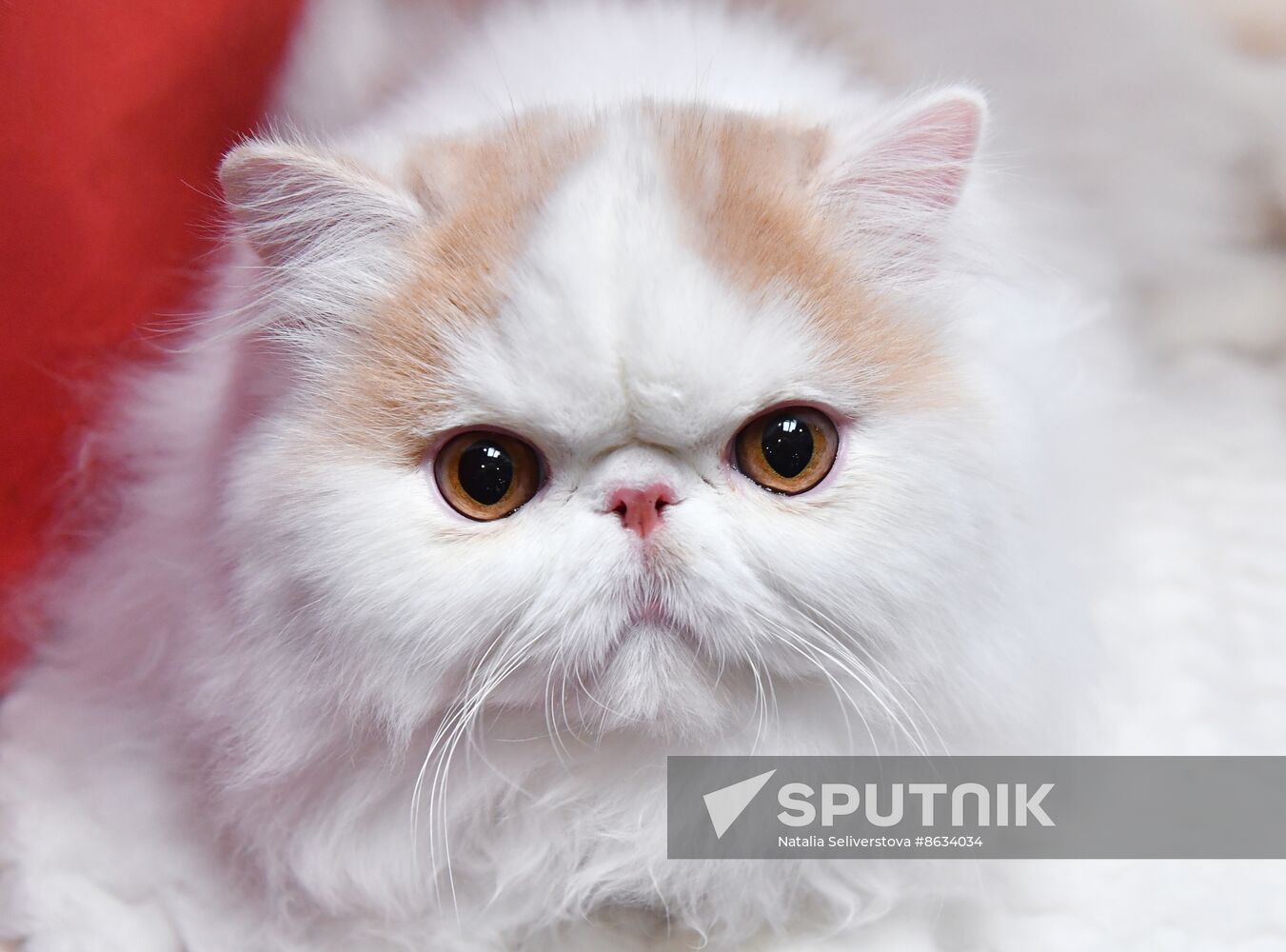 Russia Cat Show