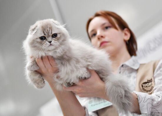 Russia Cat Show