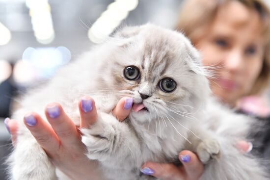 Russia Cat Show