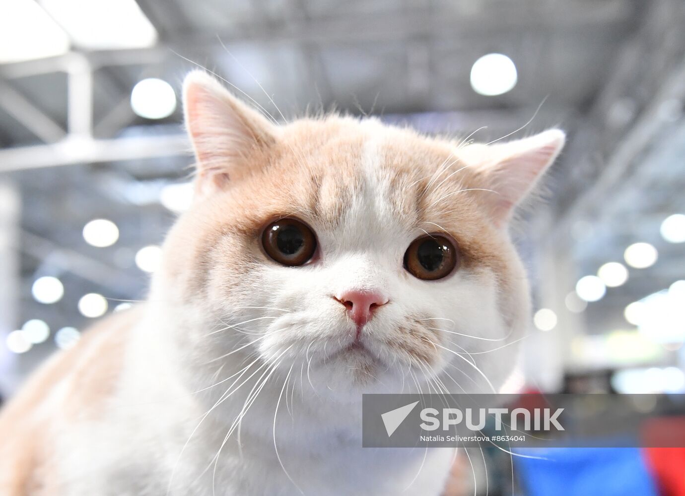 Russia Cat Show