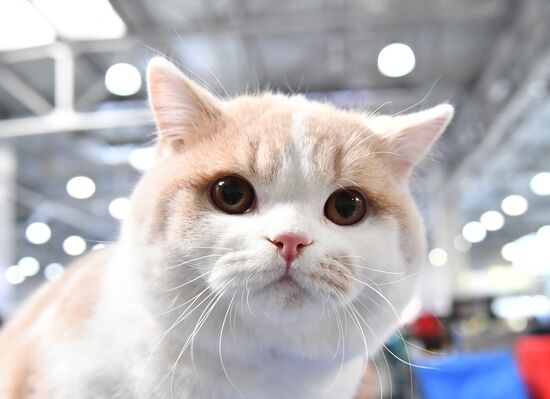 Russia Cat Show