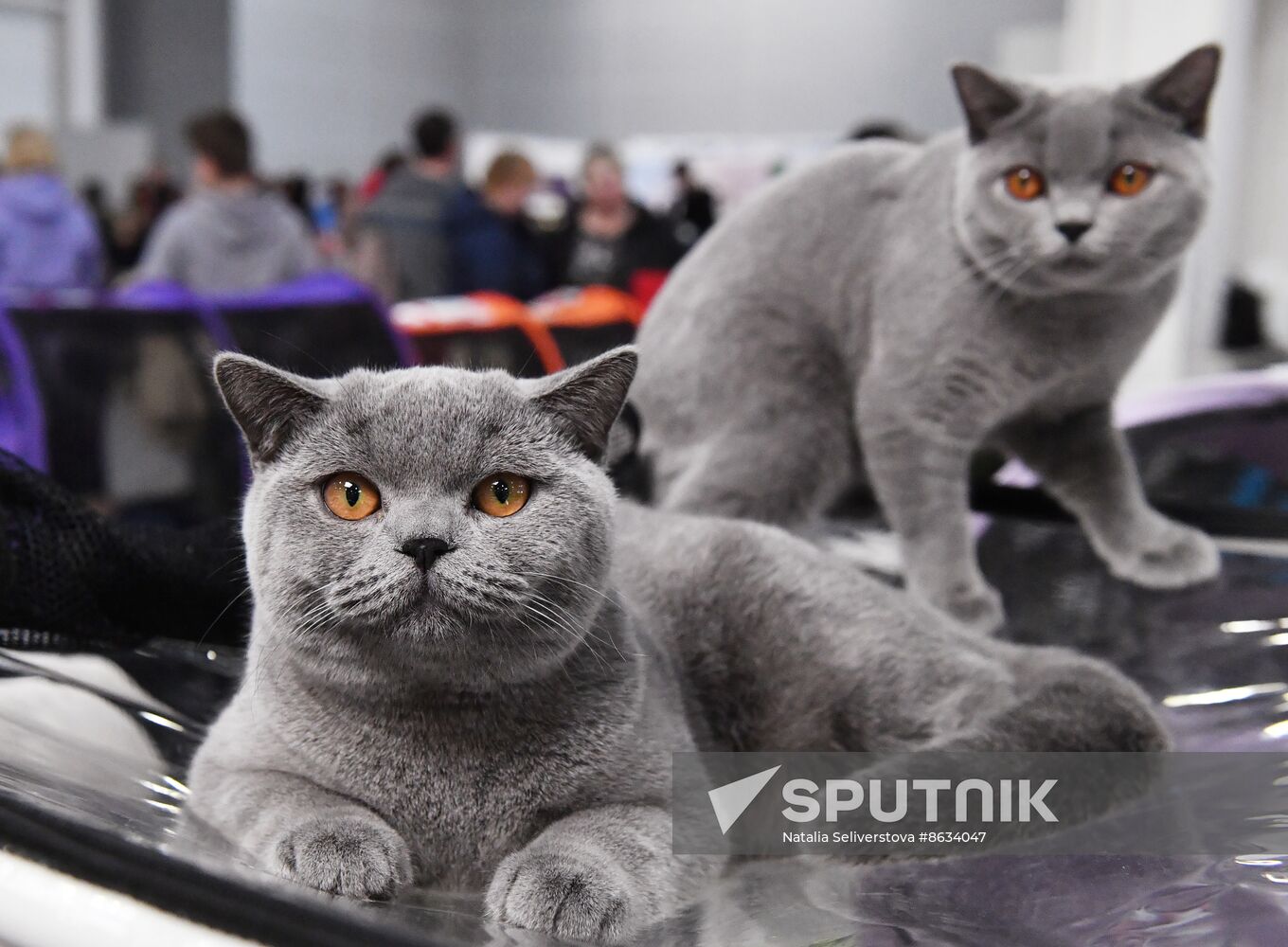 Russia Cat Show