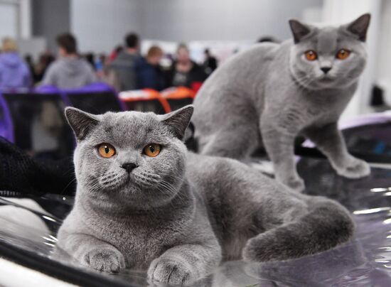 Russia Cat Show