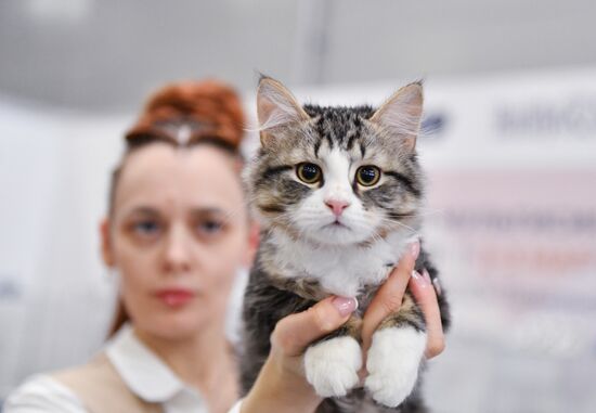 Russia Cat Show