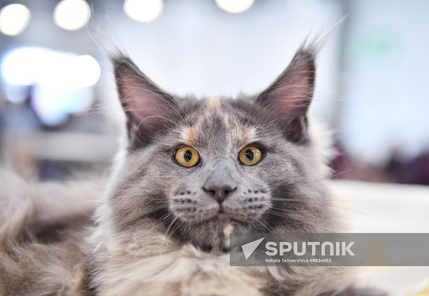 Russia Cat Show