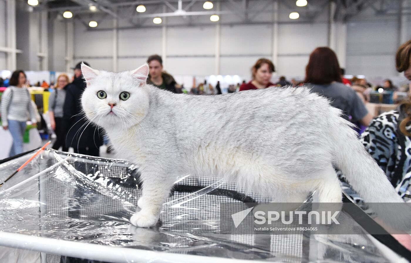 Russia Cat Show
