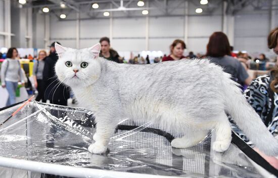 Russia Cat Show