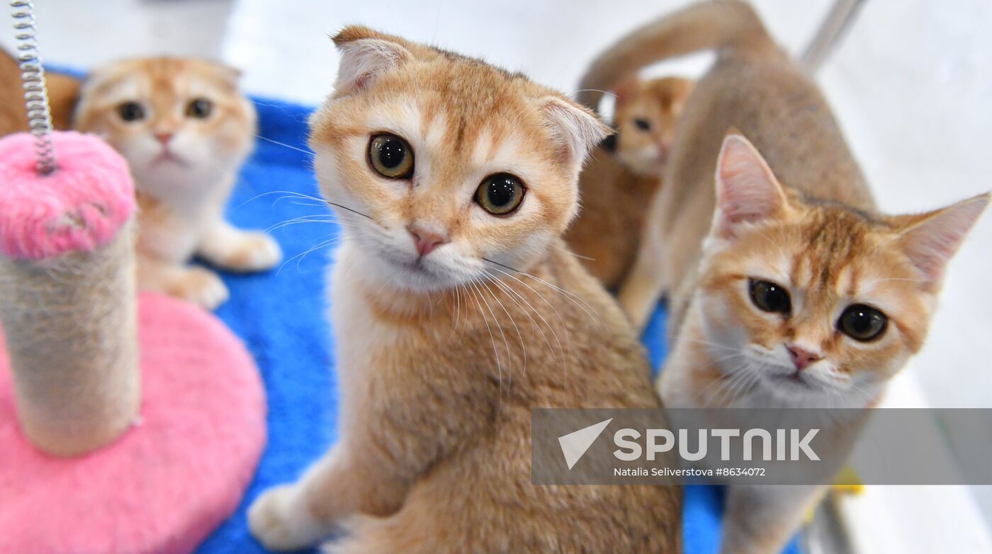 Russia Cat Show