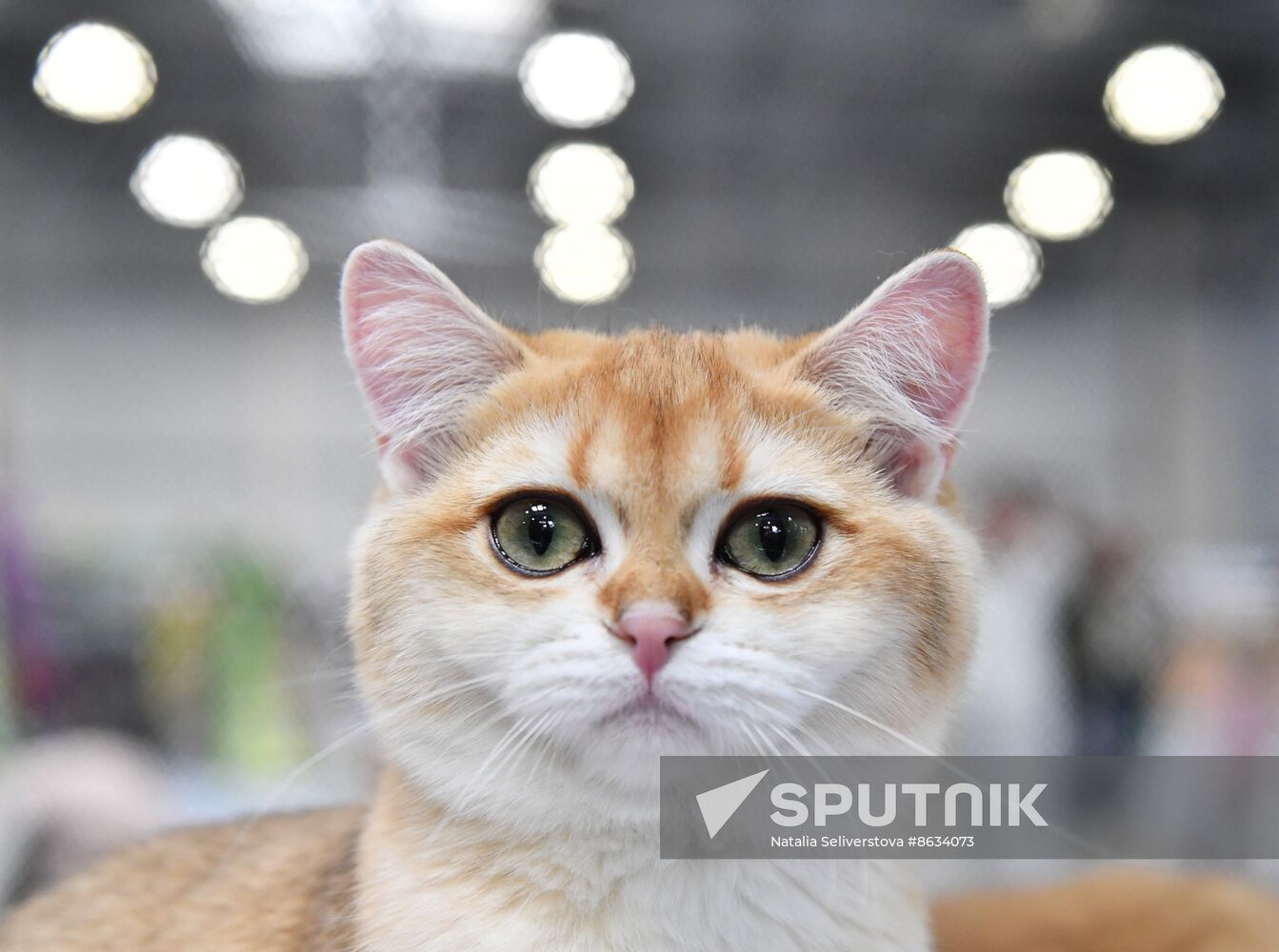 Russia Cat Show