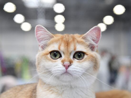 Russia Cat Show