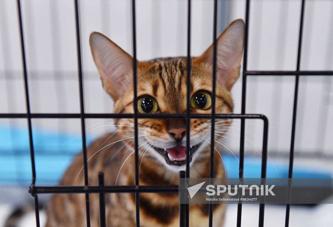 Russia Cat Show
