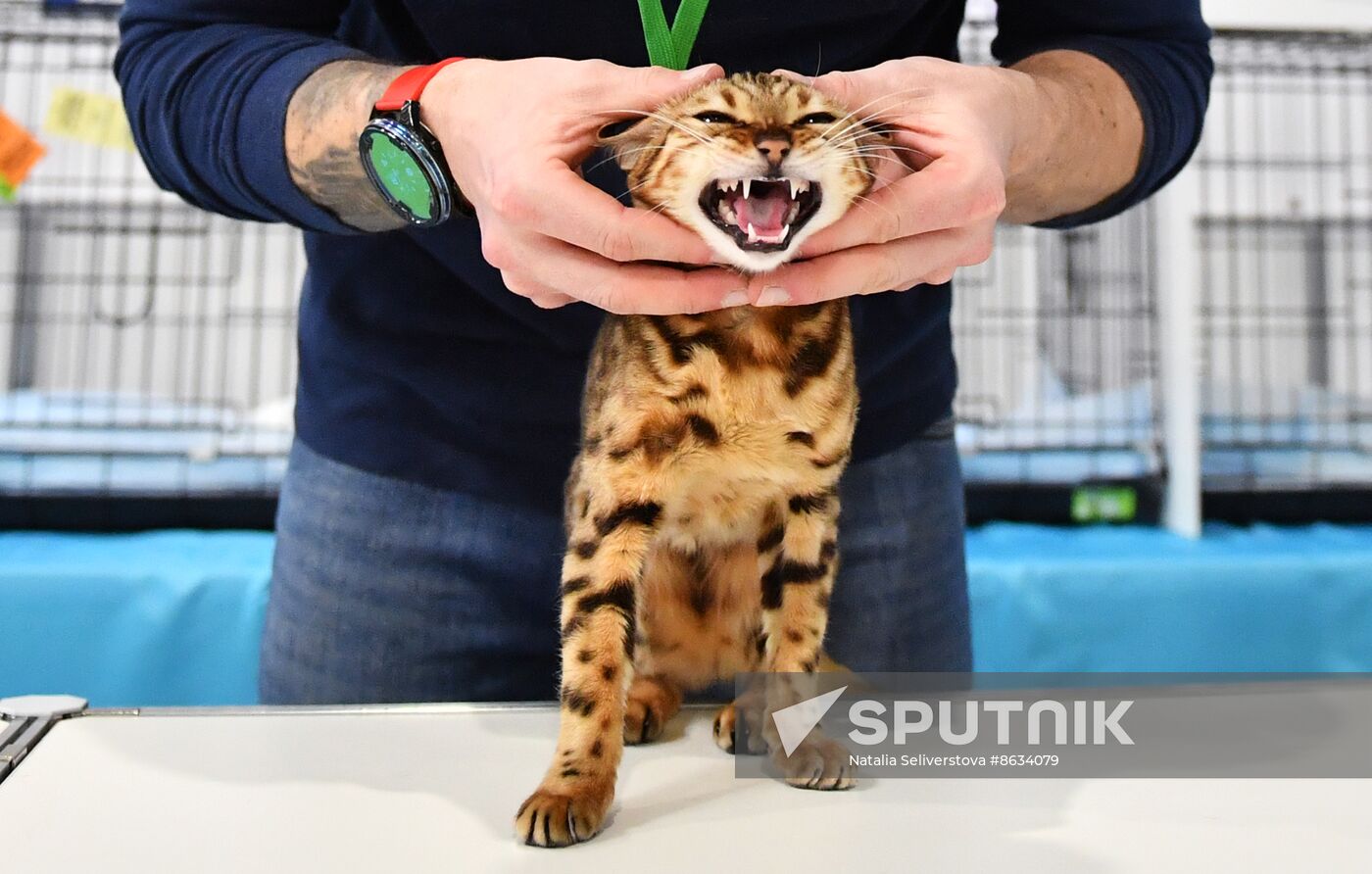 Russia Cat Show