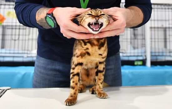 Russia Cat Show