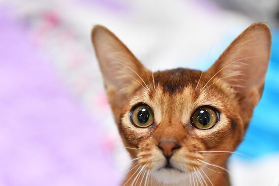 Russia Cat Show