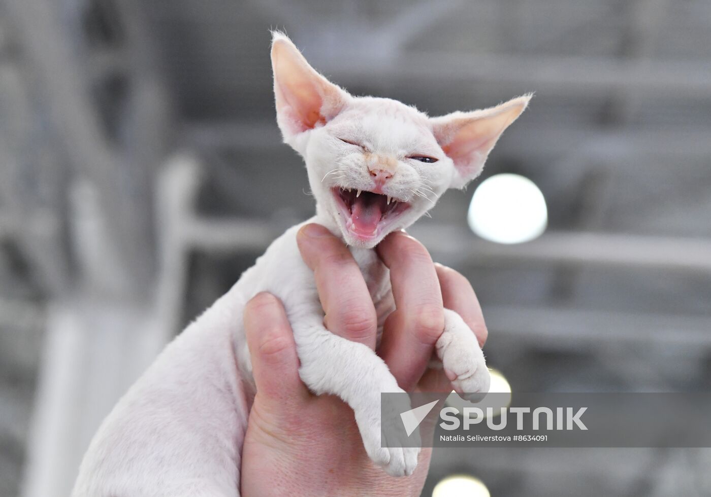 Russia Cat Show