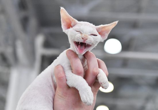 Russia Cat Show