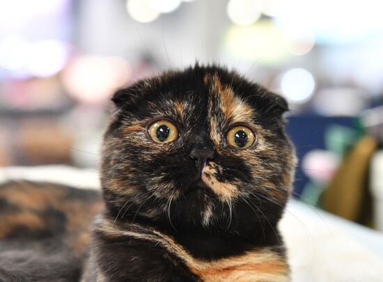 Russia Cat Show